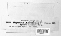 Septoria anemones image